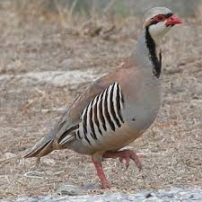 Chukar