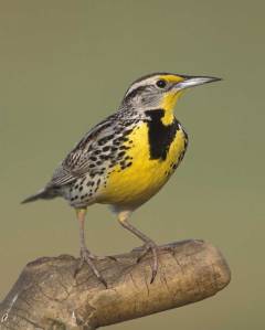 Western_Meadowlark_w02-43-144_l_1